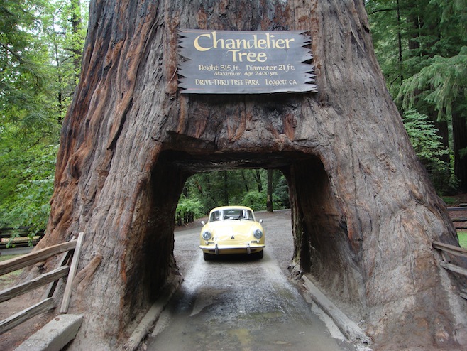 US Drive Thru Tree